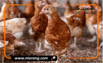 مهمترین نکات پرورش طیور گوشتی